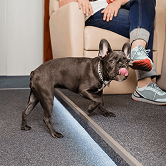 Travel Freely with Multiple Pets